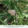 satyrium spini female oviposition mashuk 1